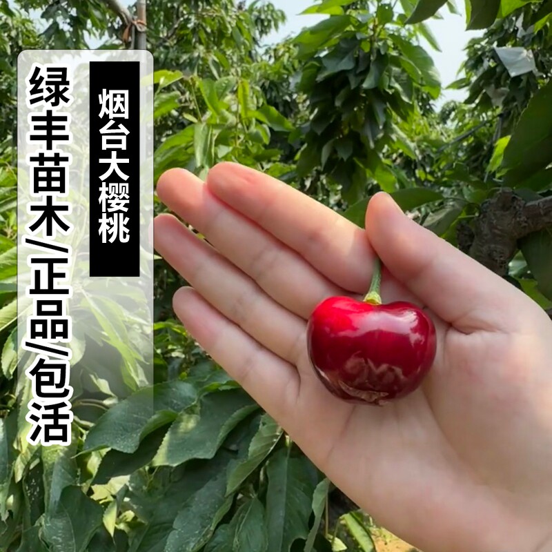 烟台大樱桃树苗南北方地栽矮化特樱桃/车厘子盆栽