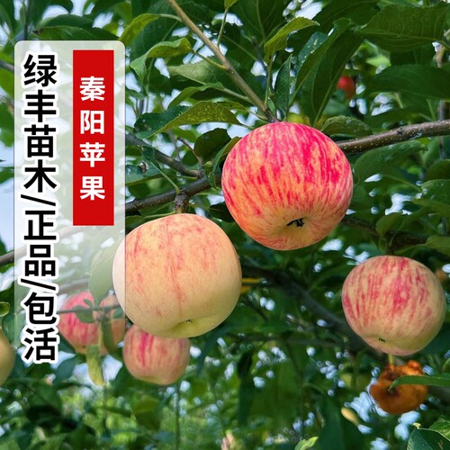 嫁接特早熟秦阳苹果苗条纹红苹果树苗特大超甜庭院地栽苗当年结果