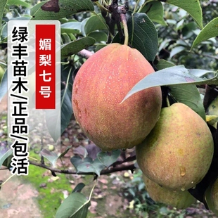 阳信媚梨树苗嫁接新梨七号梨树苗红香酥香梨苗南北方种植当年结果