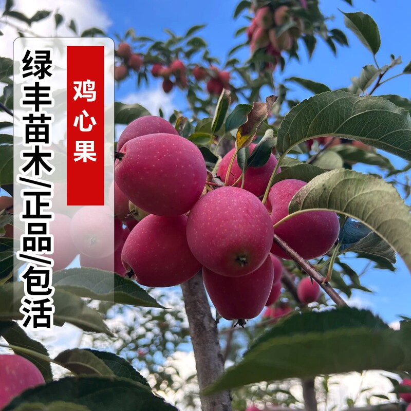 123小苹果苗东北抗寒沙果鸡心
