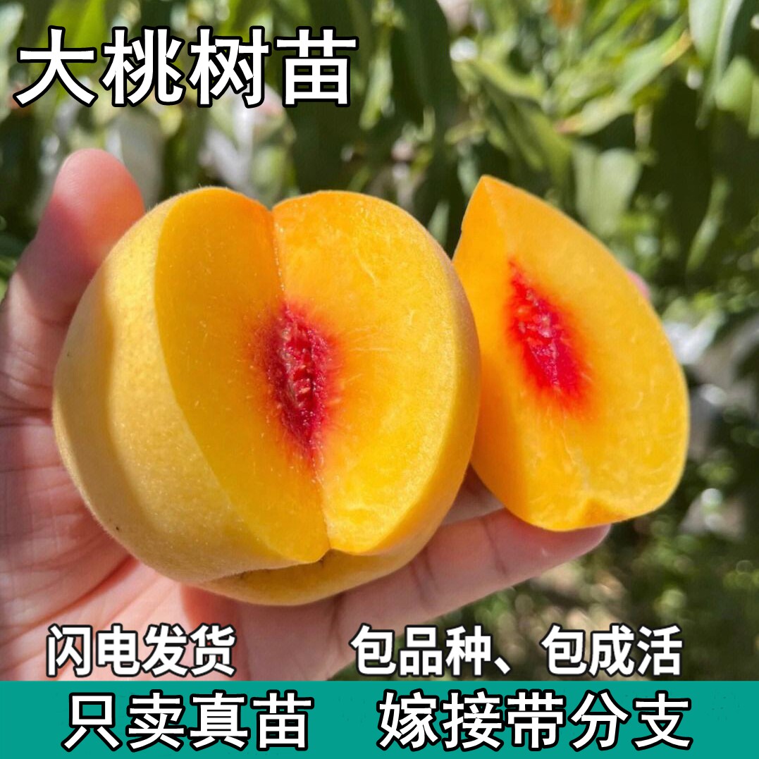 桃树果苗嫁接地栽新品种桃树苗南方北方种植早熟特大冬桃水蜜桃苗