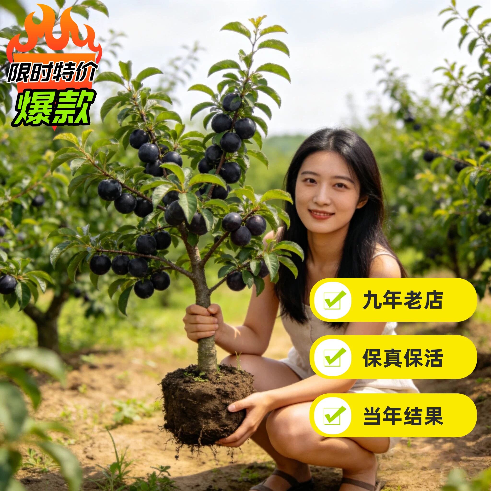 正宗嫁接黑布林李子树苗盆栽地栽