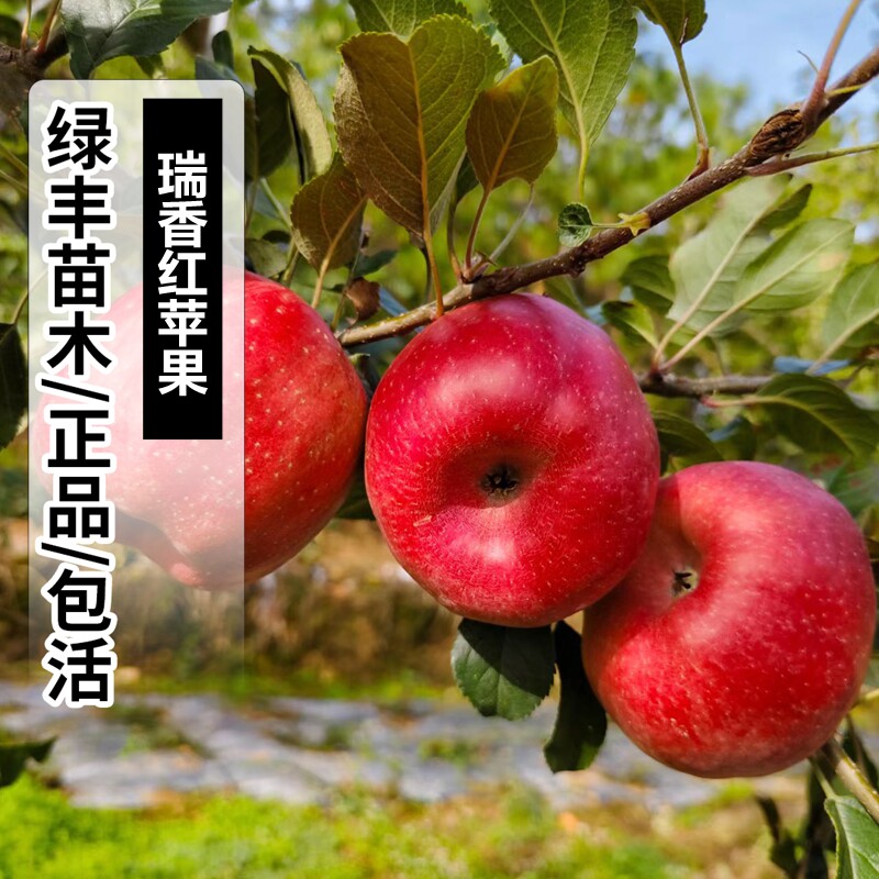 瑞香红苹果树苗嫁接抗寒脆甜东北陕西苹果苗南方北方种植当年结果图片