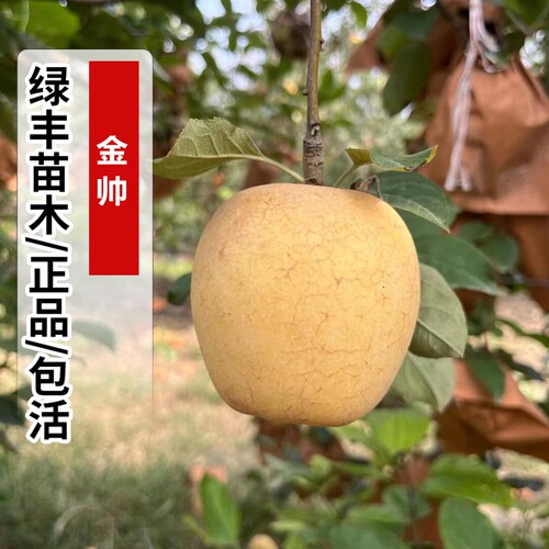 金帅苹果树苗嫁接黄元帅金冠苹果苗地栽南北方种植盆栽当年结果苗