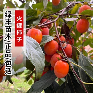 小火罐柿子苗嫁接软甜红灯笼柿树苗盆栽北方南方庭院地栽当年结果