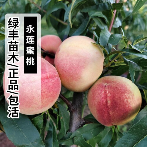 嫁接特大晚熟桃树苗脆甜南北方种植地栽永莲蜜桃树苗盆栽当年结果