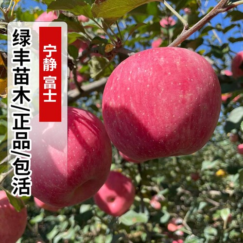 特大静宁红富士脆甜苹果树苗嫁接苹果苗南方北方盆栽地栽当年结果