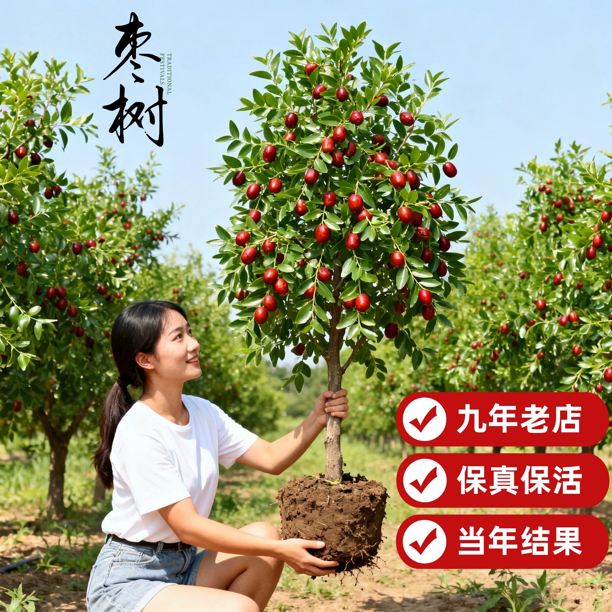 枣树果苗大枣超甜带土球南北方沾化冬枣大树矮化嫁接苗超甜特大号