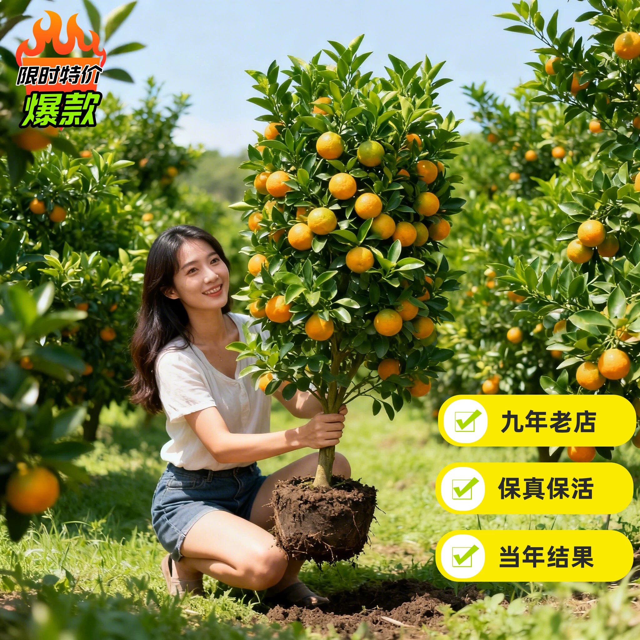 正宗红桔子树苗地栽盆栽川红橘子柠檬/柑橘类盆栽