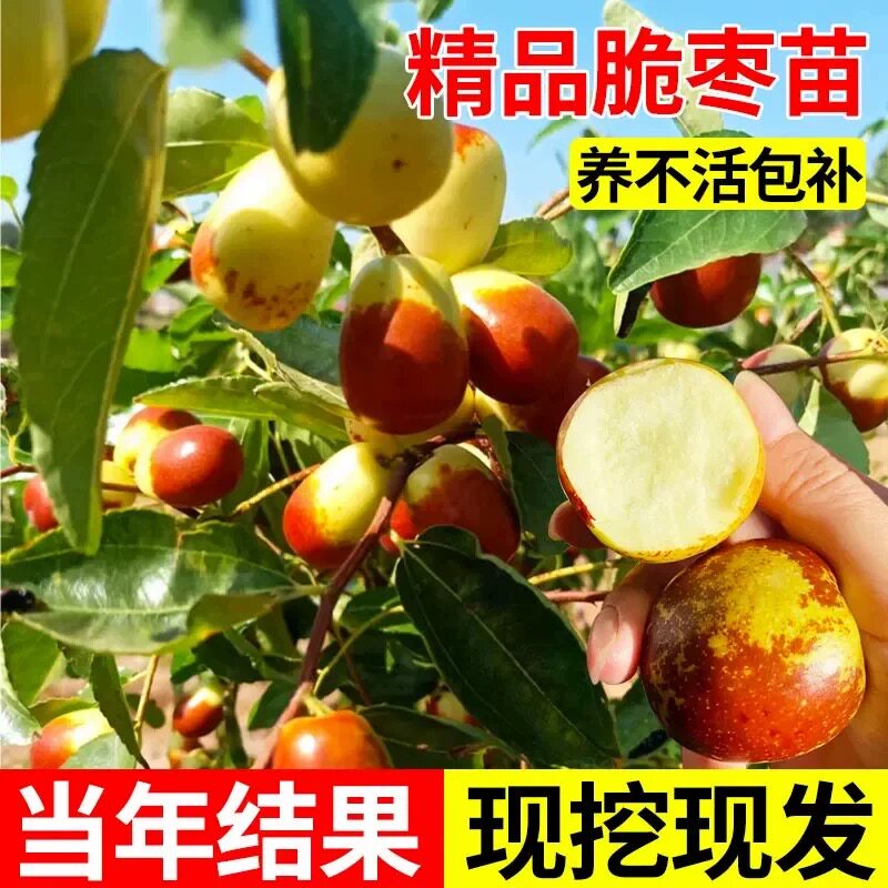 枣树活苗嫁接冬枣地栽果树果苗当年结果北方南方大枣超甜特大庭院