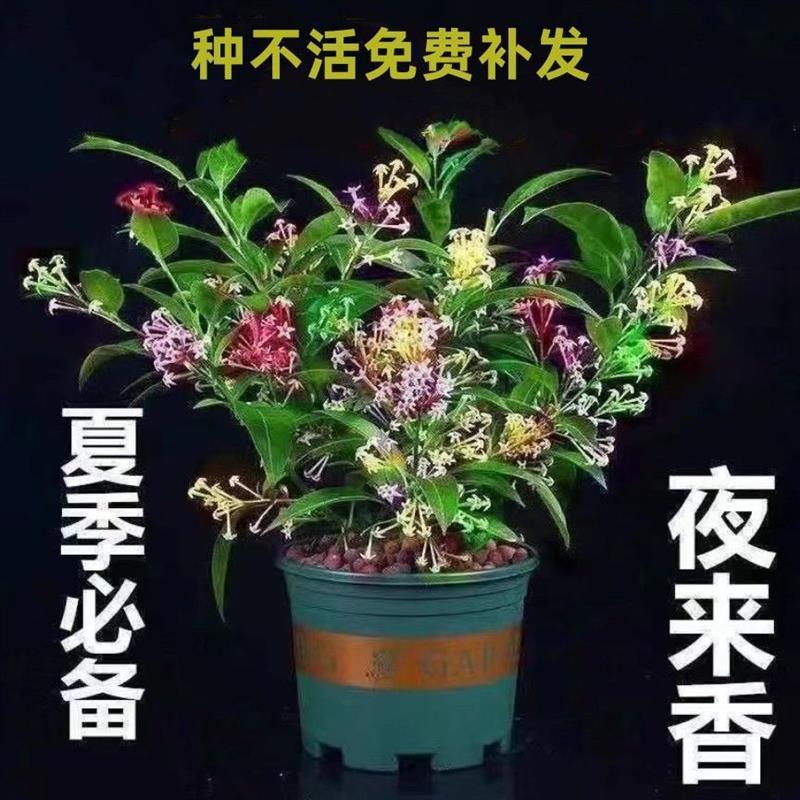 夜来香花树苗九里香盆栽植物室内外阳台庭院驱蚊四季开花好养易活 鲜花速递/花卉仿真/绿植园艺 时令草本花卉 原图主图