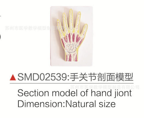 SMD02539手关节剖面模型