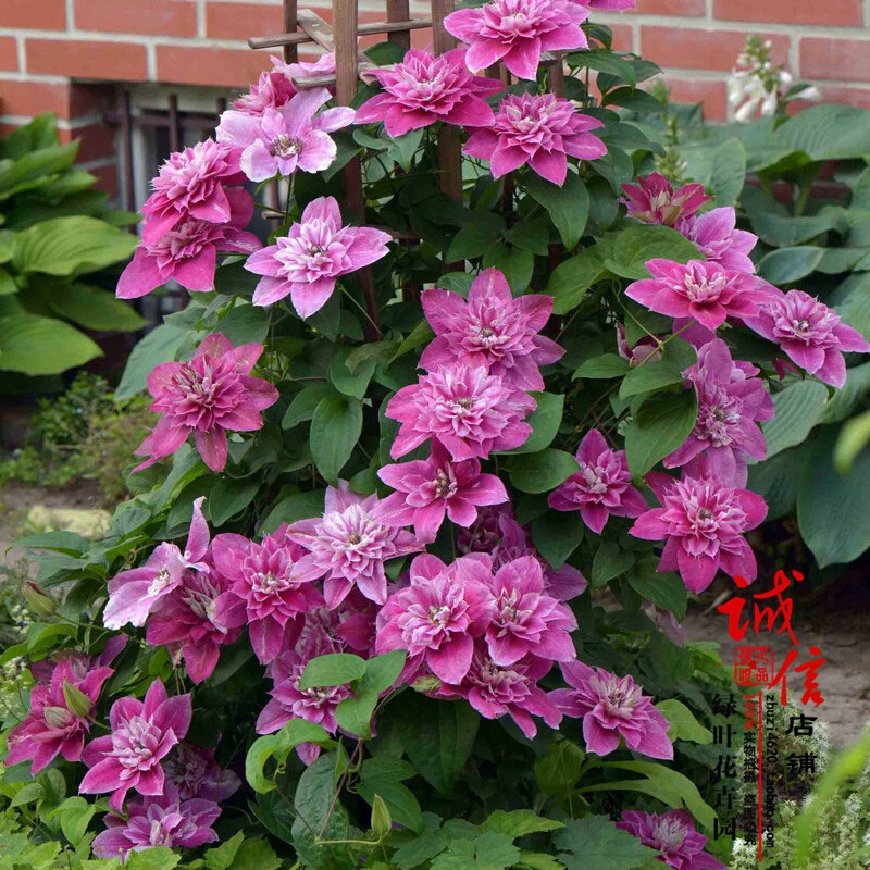 新品庭园爬藤花卉植物重瓣大花铁线莲亲爱的母本大苗四季阳台庭院