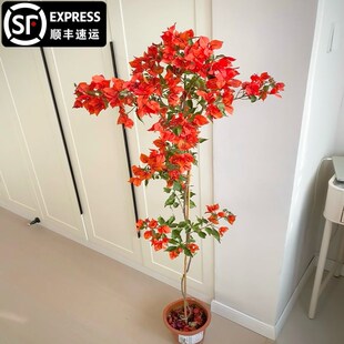 爬藤三角梅大苗高飘原生橙桑巴高杆飘枝老桩室内盆栽庭院勤花耐热