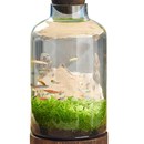 生态瓶鱼缸创意造景玻璃微景缸办公桌面免换水免打理观鱼缸真水草