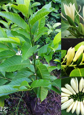 黄桷兰/黄果兰/黄角兰/白兰花树苗/绿植盆栽花卉/庭院阳台/限重庆