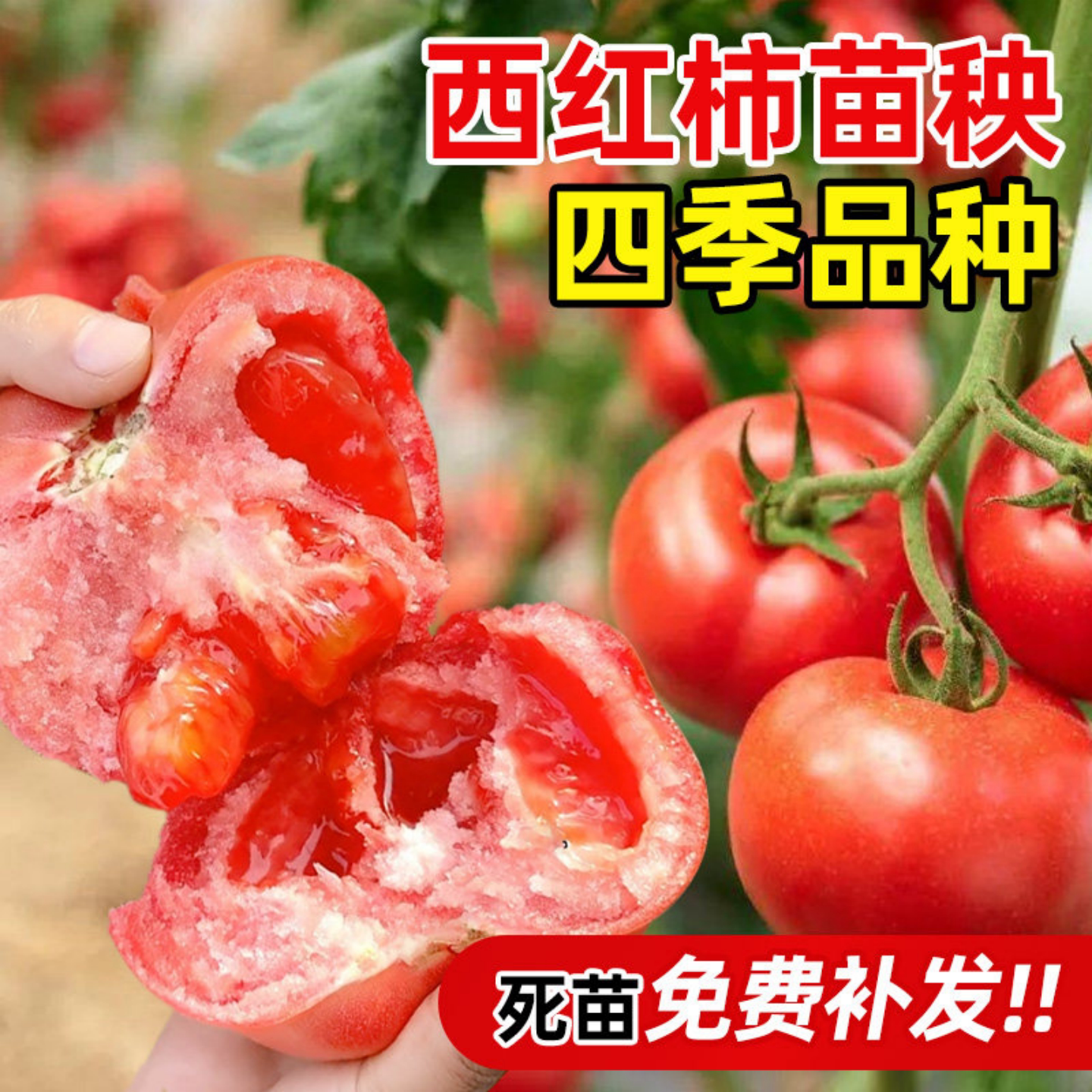 老品种普罗旺斯番茄苗四季盆栽苗图片
