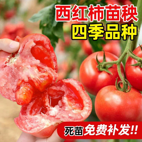 老品种普罗旺斯番茄苗四季盆栽苗