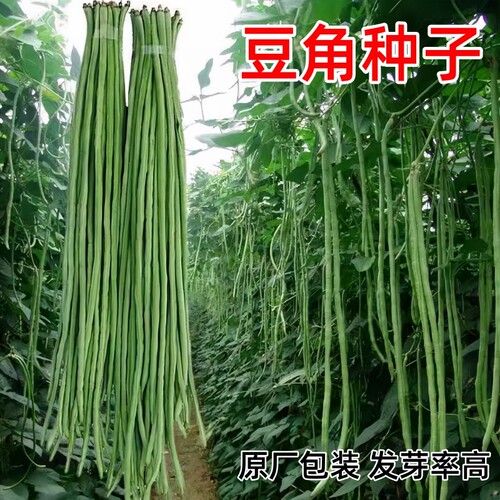 长豆角种子四季阳台盆栽菜园种籽