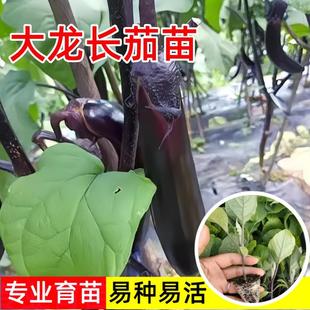 盆栽小菜园种植紫线茄苗抗病高产四季 大龙长茄苗紫把长茄秧苗春季