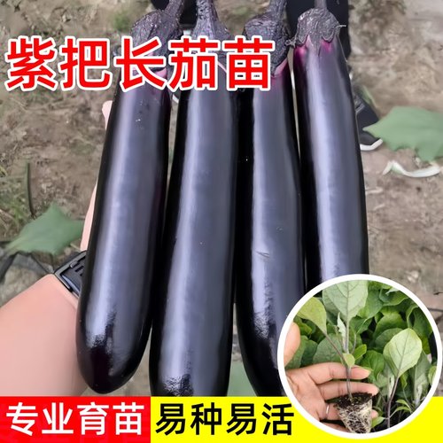 四季紫把长茄嫁接茄子苗阳台盆栽