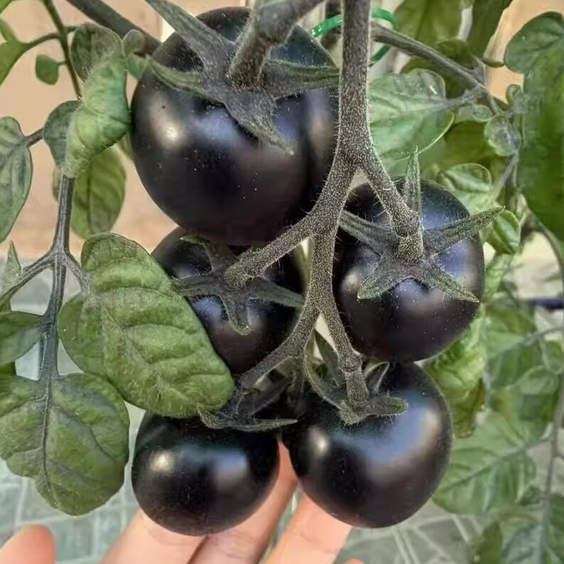 糖水炸弹黑珍珠番茄苗盆栽樱桃小西红柿苗四季种农家阳台水果秧子