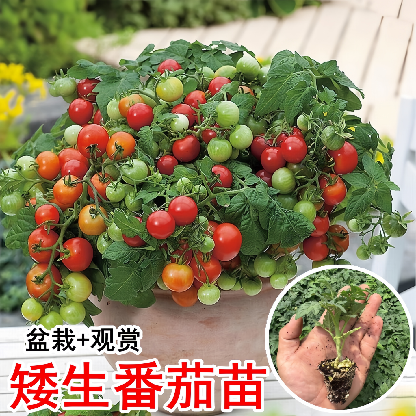 红矮生盆栽小番茄苗秧苗黄圣女果