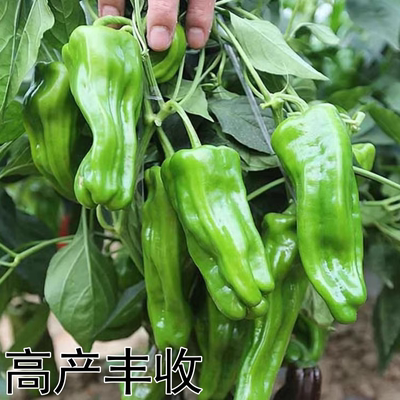 薄皮青椒苗辣椒苗四季阳台盆栽苗