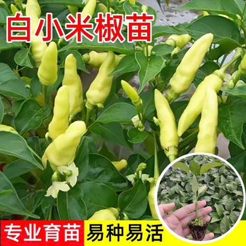 云南小米辣椒苗超辣南方种植盆栽