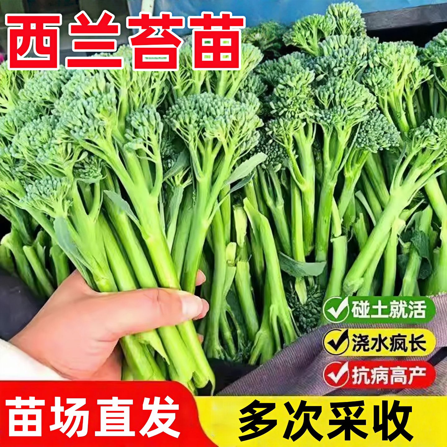 西兰苔苗四季蔬菜种苗农场直发抗病高产易活多次采收耐寒春秋南方