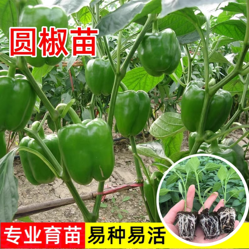 甜辣椒种子中早熟蔬菜种子