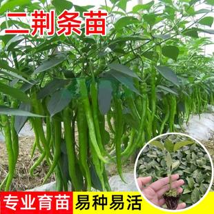湖南香辣二荊條辣椒苗早熟特長(zhǎng)辣椒種籽四季 盆栽陽(yáng)臺(tái)南方種蔬菜苗