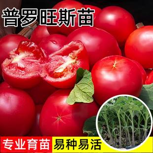 普罗旺斯番茄苗老品种西红柿种苗高产沙瓤番茄秧苗菜园庭院种水果