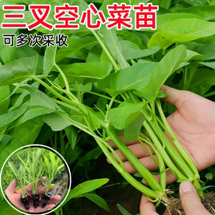 三叉空心菜苗带根四季种籽柳叶白杆空心菜种子秧苗大叶小叶耐高温