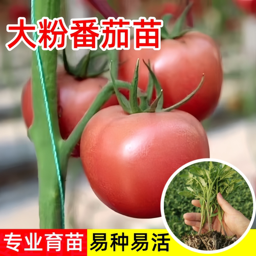 老品种大粉番茄苗秧高产口感菜苗