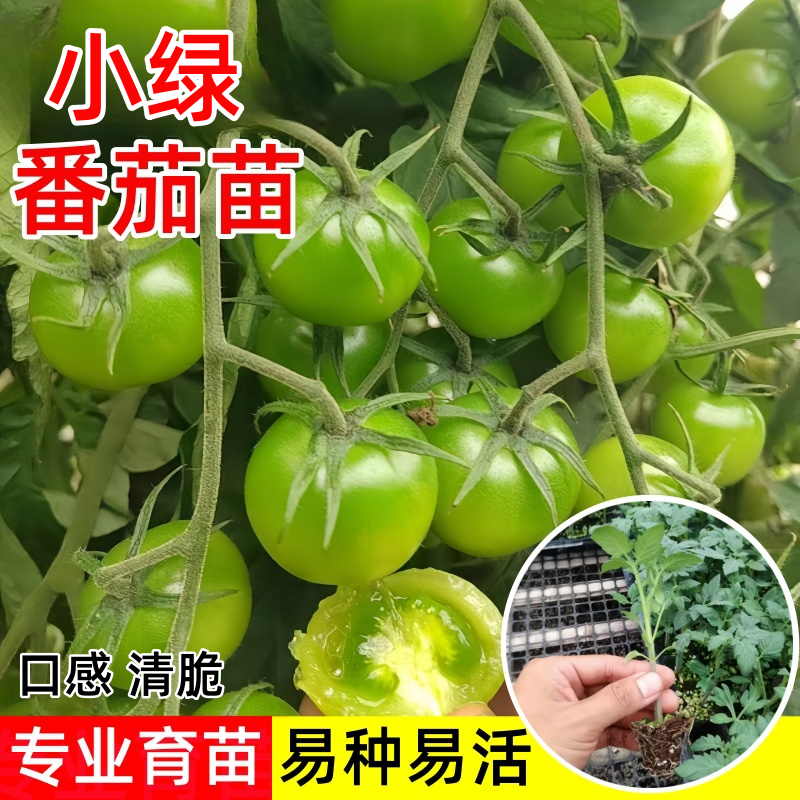 清甜小绿番茄苗秧四季盆栽阳台种