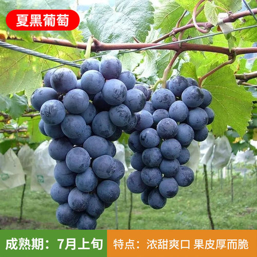 蓝宝石葡萄苗盆栽地栽爬藤无核南方北方种植带土球顺丰包邮