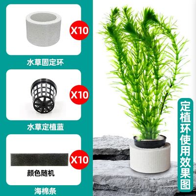 水草固定神器鱼缸水底定植陶瓷定植杯水族箱沉底水草固定底座器