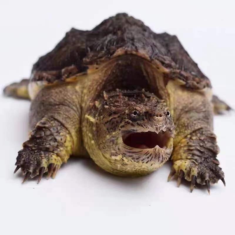 鳄龟苗凶猛鳄龟宠物 纯佛鳄龟 原种爆刺鳄龟北美杂佛观赏龟包邮