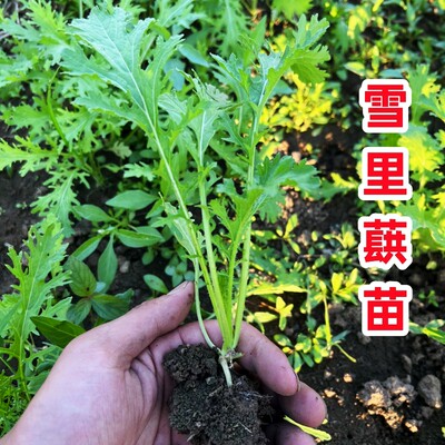 雪里蕻苗翁辣菜红秧幼莴笋甘