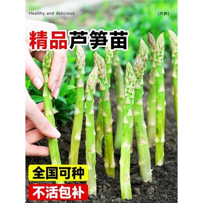 芦笋根苗四季蔬菜农作物种