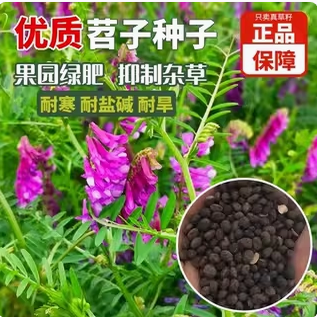 毛苕种子长柔毛野豌豆种籽箭舌豌豆种毛叶光叶紫花苕子毛苕子种孑