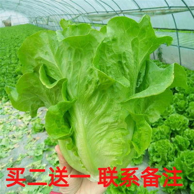 意大利耐抽苔生菜种子热寒全