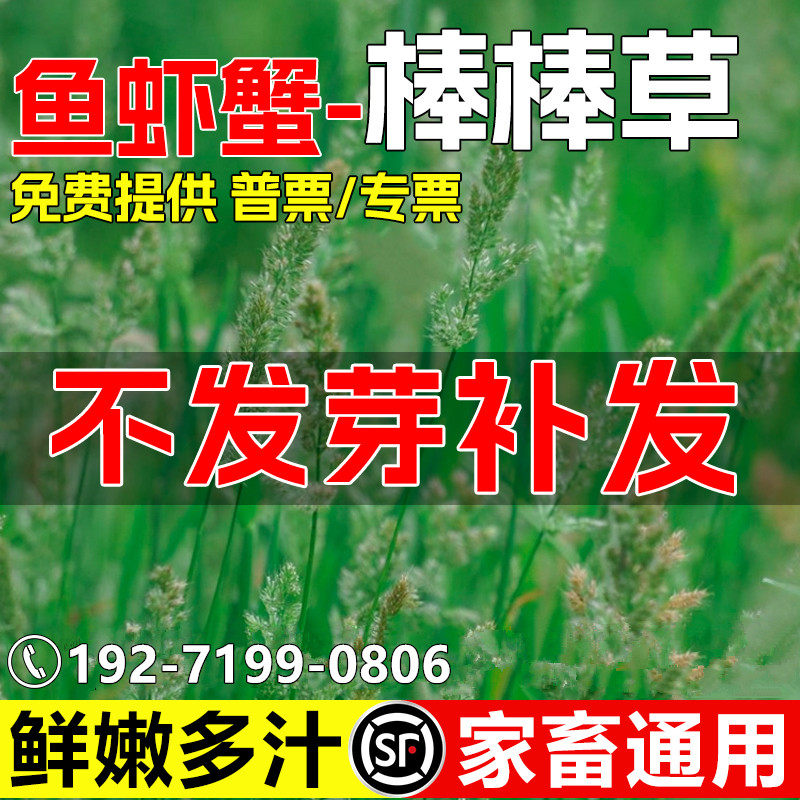 棒棒草种子多年生四季高产牧草种籽高蛋白鲜嫩多汁鱼虾蟹家禽喜食,鲜花速递/花卉仿真/绿植园艺,家庭园艺种子,淘宝优惠券,粉丝福利购,淘宝优惠卷