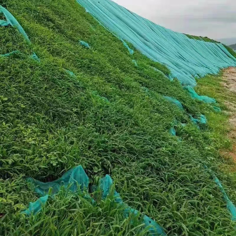 宽叶雀稗种子国产百喜草籽