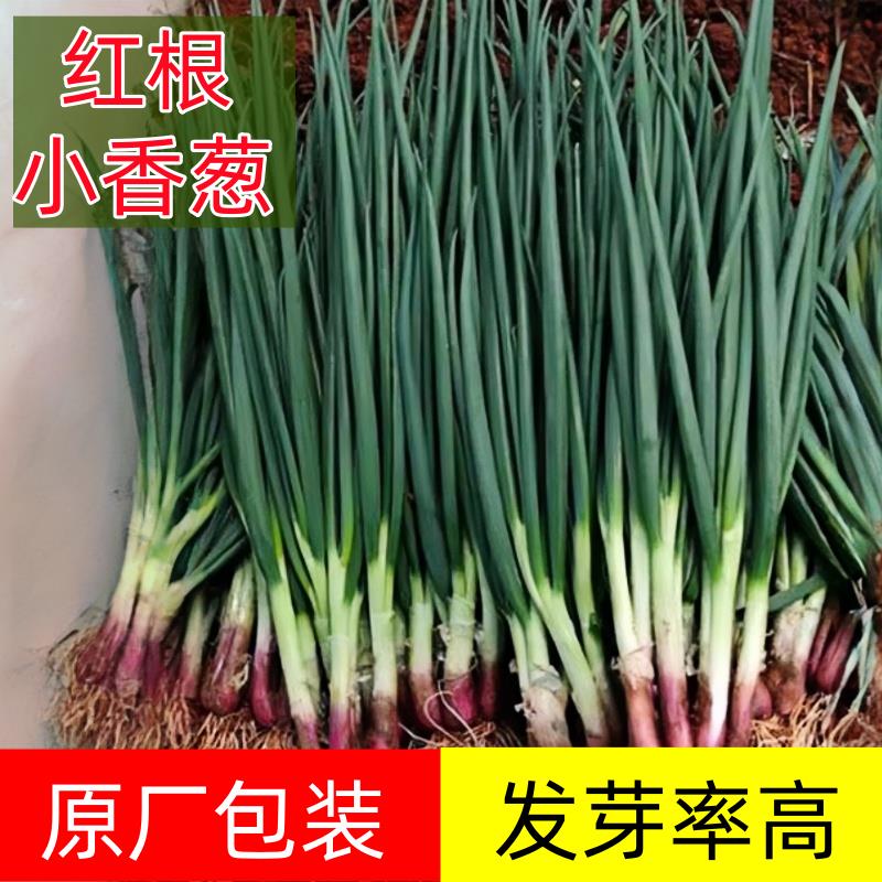 红根小香葱种子头籽四季盆
