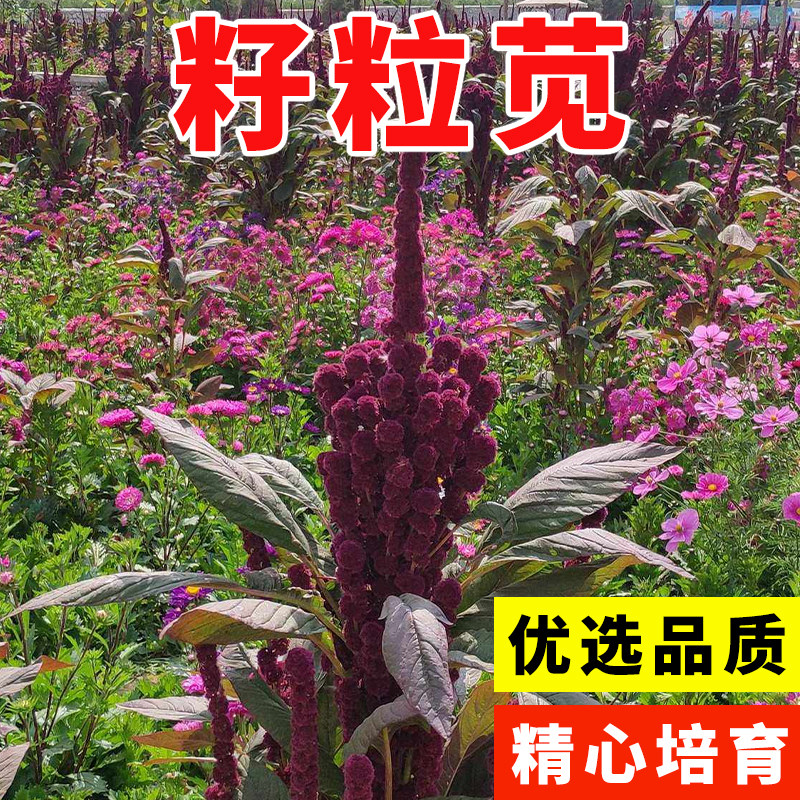 美国籽粒苋种子 进口优质牧草黑千穗谷 高蛋白鸡鸭鹅家禽喜食