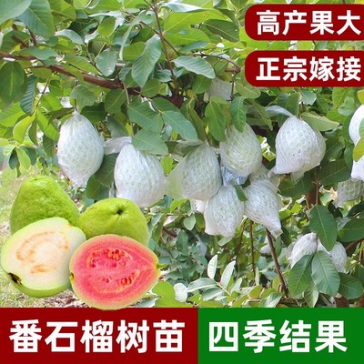胭脂红番石榴树苗珍珠红心白心红宝石帝王芭乐苗四季结果当年结果