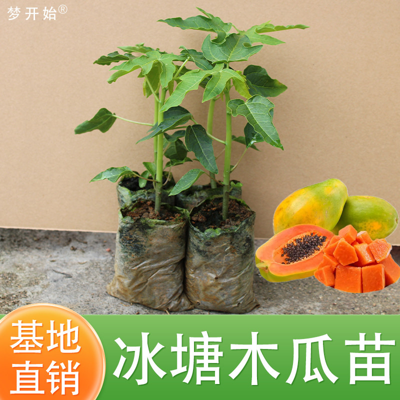 水果木瓜树苗红心香甜四季特大南方带土种植矮化盆栽阳台当年结果