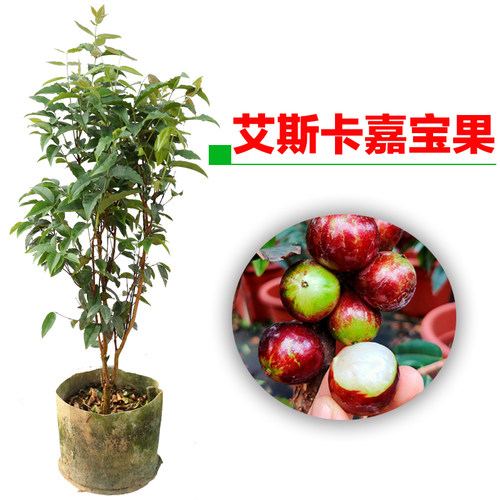 四季树葡萄嘉宝果树果苗沙巴艾斯卡红妃盆栽庭院盆栽种植嘉宝果树